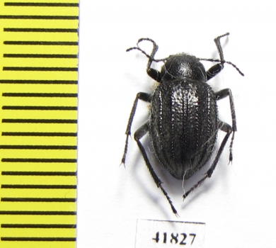 Lasiostola carinata  Kazakhstan - INSECTS-STORE.RU