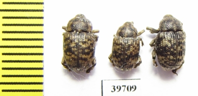 Curculionidae sp.  South Africa Rep. - INSECTS-STORE.RU