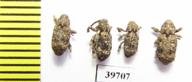 Curculionidae sp.  South Africa Rep. - INSECTS-STORE.RU