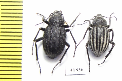 Lasiostola pubescens  Kazakhstan - INSECTS-STORE.RU