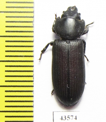 Trogossitidae sp.  South Africa Rep. - INSECTS-STORE.RU