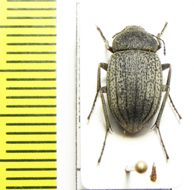 Lasiostola amseli  Afghanistan - INSECTS-STORE.RU