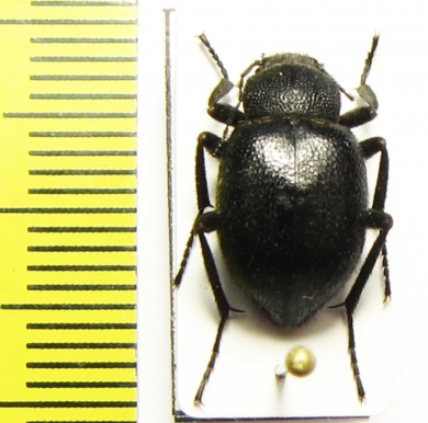 Lasiostola granulata  Kyrgyzstan - INSECTS-STORE.RU