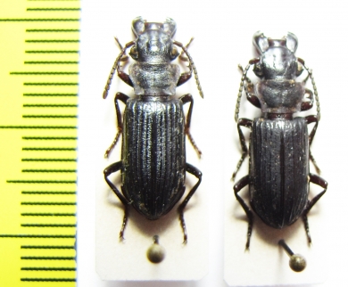 Carabidae sp.  Indonesia, Papua - INSECTS-STORE.RU