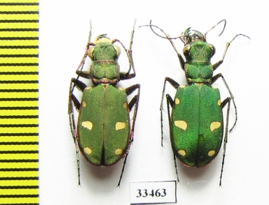 Cicindela asiatica, pair  Iran, Golestan prov. - INSECTS-STORE.RU