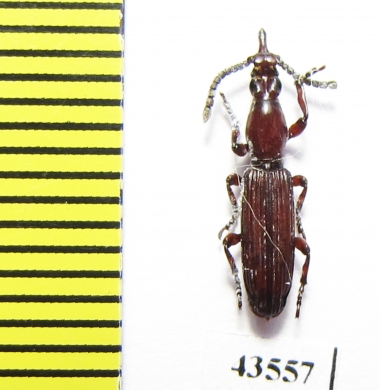 Brentidae sp.  South Africa Rep. - INSECTS-STORE.RU