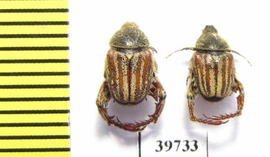 Hopliini sp.  South Africa Rep. - INSECTS-STORE.RU