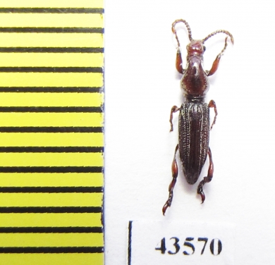 Brentidae sp.  South Africa Rep. - INSECTS-STORE.RU