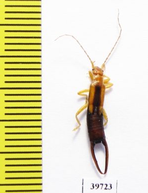 Dermaptera sp.  South Africa Rep. - INSECTS-STORE.RU