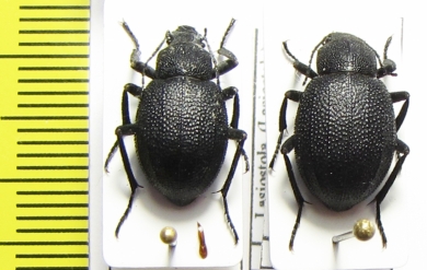 Lasiostola zarjanovi, pair  Kazakhstan - INSECTS-STORE.RU