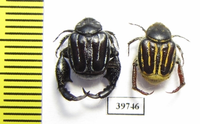 Hopliini sp., pair  South Africa Rep. - INSECTS-STORE.RU