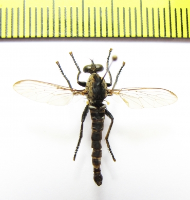 Asilidae sp.  Argentina - INSECTS-STORE.RU