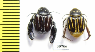 Hopliini sp., pair  South Africa Rep. - INSECTS-STORE.RU