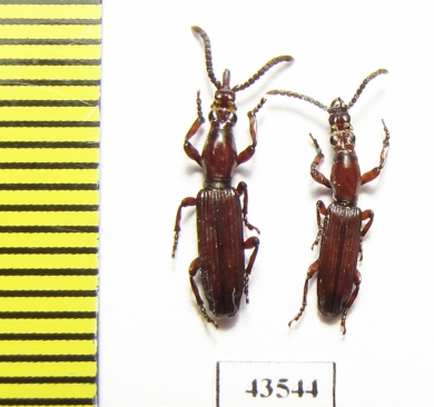 Brentidae sp., pair  South Africa Rep. - INSECTS-STORE.RU