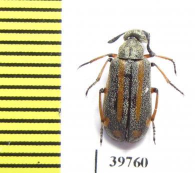 Meloidae sp.  South Africa Rep. - INSECTS-STORE.RU