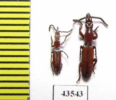 Brentidae sp., pair  South Africa Rep. - INSECTS-STORE.RU
