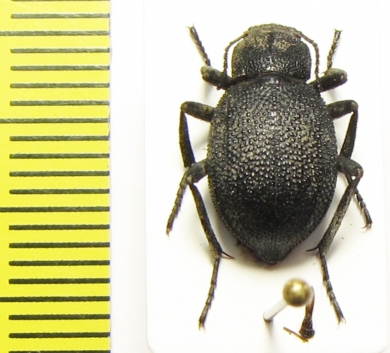 Lasiostola zarjanovi  Kazakhstan - INSECTS-STORE.RU