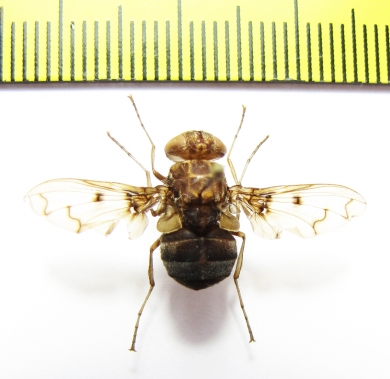 Diptera sp.  Madagascar - INSECTS-STORE.RU