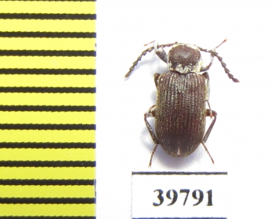 Tenebrionidae sp.  South Africa Rep. - INSECTS-STORE.RU