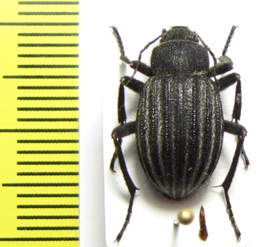 Lasiostola pubescens  Kazakhstan - INSECTS-STORE.RU