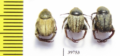 Hopliini sp.  South Africa Rep. - INSECTS-STORE.RU