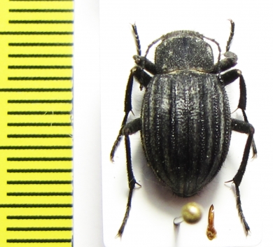 Lasiostola pubescens  Kazakhstan - INSECTS-STORE.RU