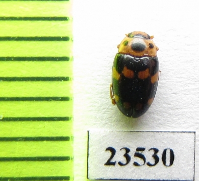 Erotylidae sp.  Peru - INSECTS-STORE.RU