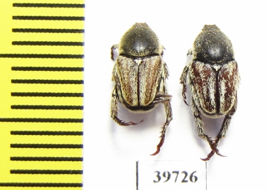 Hopliini sp.  South Africa Rep. - INSECTS-STORE.RU