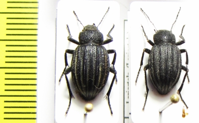 Lasiostola pubescens, pair  Kazakhstan - INSECTS-STORE.RU