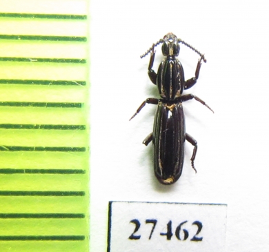 Rhyzodiastes bipunctatus  Solomon isls. - INSECTS-STORE.RU