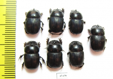 Scarabaeinae sp.  Peru - INSECTS-STORE.RU