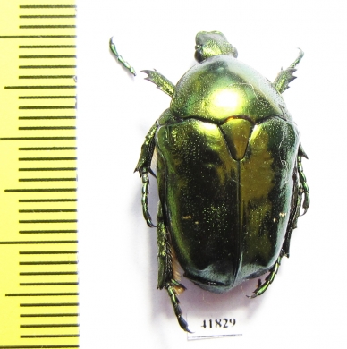 Protaetia mandschuriensis  Russia, Far East - INSECTS-STORE.RU