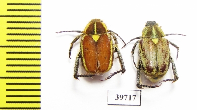 Hopliini sp., pair  South Africa Rep. - INSECTS-STORE.RU