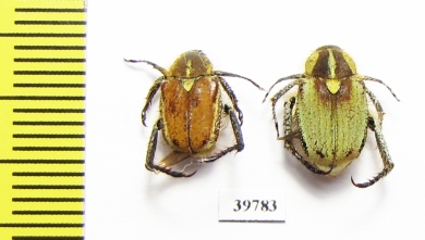 Hopliini sp., pair  South Africa Rep. - INSECTS-STORE.RU