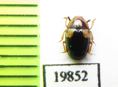 Erotylidae sp.  Vietnam - INSECTS-STORE.RU