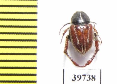 Hopliini sp.  South Africa Rep. - INSECTS-STORE.RU