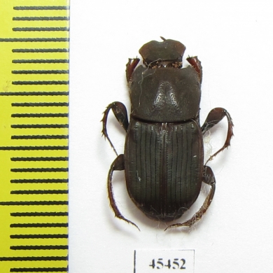 Eurysternus sp.  Peru - INSECTS-STORE.RU