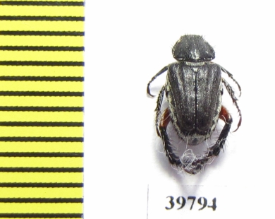 Hopliini sp.  South Africa Rep. - INSECTS-STORE.RU