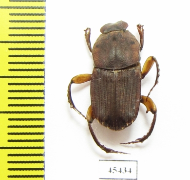 Eurysternus sp.  Peru - INSECTS-STORE.RU