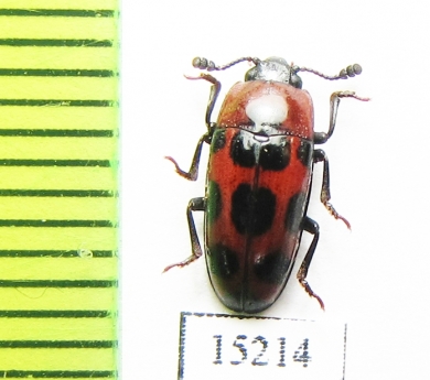 Erotylidae sp.  Indonesia, Buru isl. - INSECTS-STORE.RU