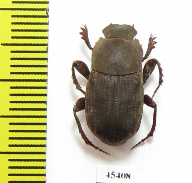 Eurysternus sp.  Peru - INSECTS-STORE.RU