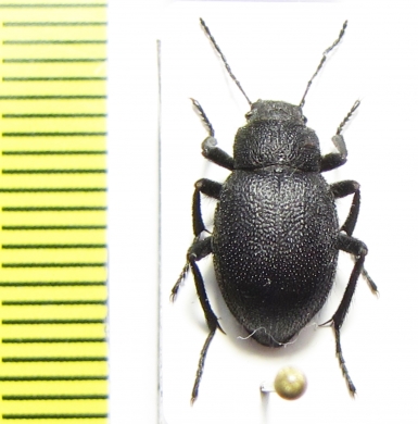 Lasiostola hirta  Uzbekistan - INSECTS-STORE.RU