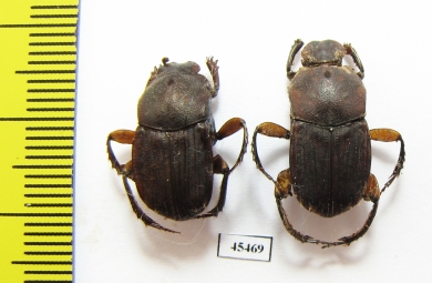 Eurysternus sp.  Peru - INSECTS-STORE.RU