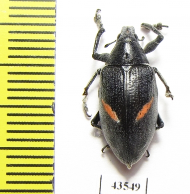 Curculionidae sp.  South Africa Rep. - INSECTS-STORE.RU