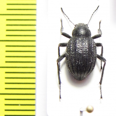 Lasiostola carinata  Kazakhstan - INSECTS-STORE.RU