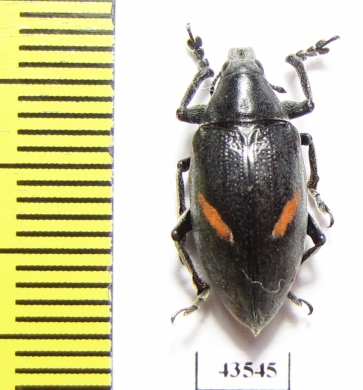 Curculionidae sp.  South Africa Rep. - INSECTS-STORE.RU