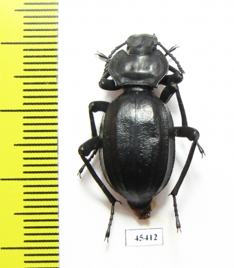 Akis trilineata barbara  Tunis - INSECTS-STORE.RU