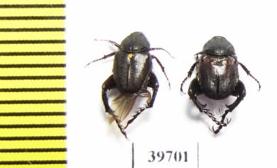 Hopliini sp.  South Africa Rep. - INSECTS-STORE.RU