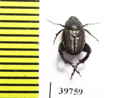 Hopliini sp.  South Africa Rep. - INSECTS-STORE.RU