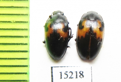 Erotylidae sp.  Indonesia, Kalimantan - INSECTS-STORE.RU